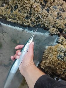 Garfish