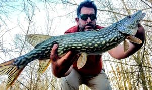 Northern Pike