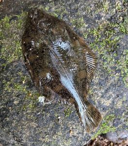 European Flounder
