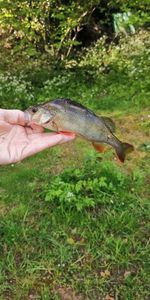 European Perch