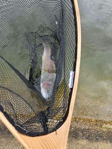 Rainbow Trout