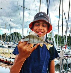 European Perch