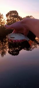 Roach