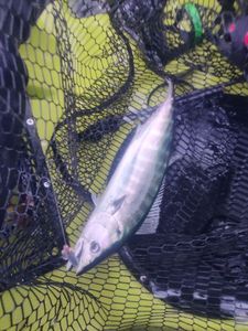 Atlantic Bonito
