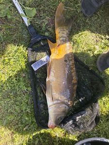 Leather Carp
