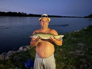 Zander