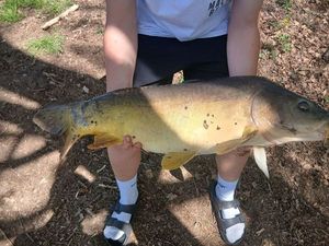 Mirror Carp