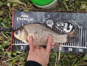 Crucian Carp