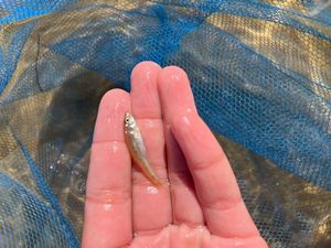 Hickory Shad