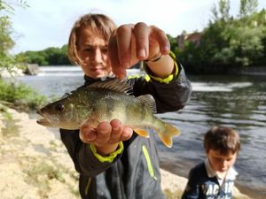 European Perch