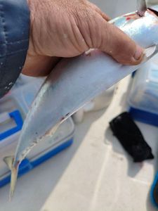 Mackerel