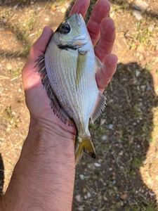 Gilthead Seabream