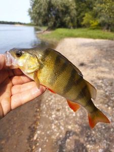 European Perch