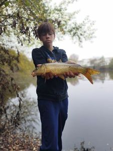 Common Carp