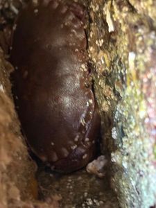 Brown Crab