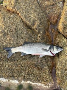 European Bass (Seabass)