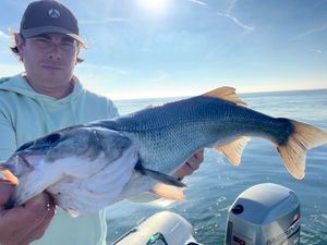 European Bass (Seabass)