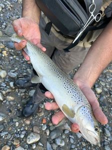 Brown Trout