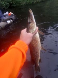 Northern Pike