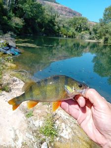 European Perch