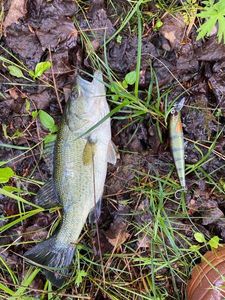 Largemouth Bass