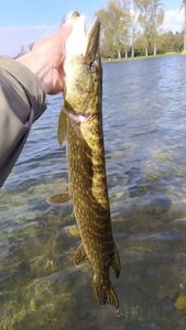 Northern Pike