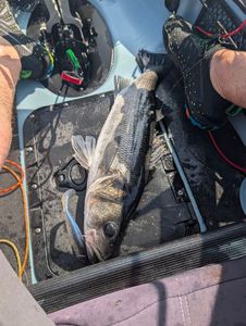 European Bass (Seabass)