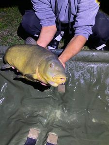 Tench