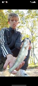 Zander