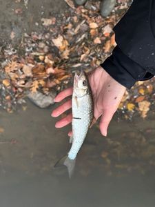 Fallfish