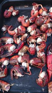 Spinycheek Crayfish