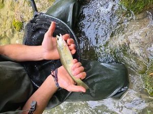 Brown Trout