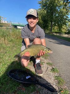 Common Bream