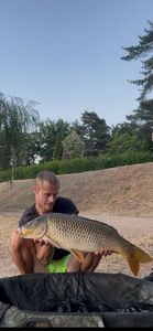 Common Carp
