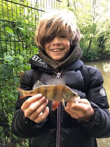 European Perch