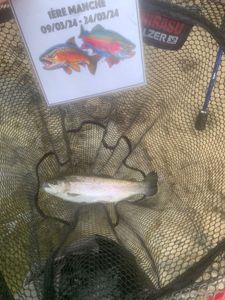 Rainbow Trout