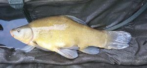 Tench