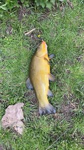 Tench