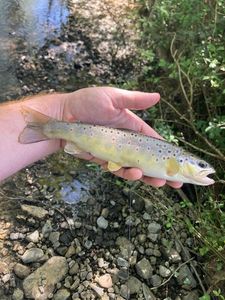 Brown Trout