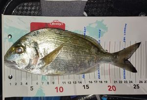 Gilthead Seabream