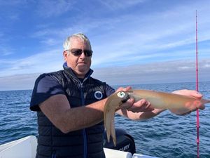 European Squid