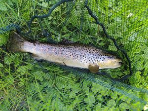 Brown Trout