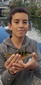 European Perch