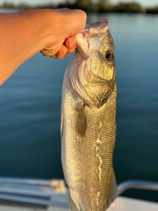 European Bass (Seabass)