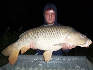 Common Carp