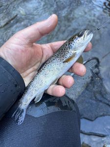 Brown Trout