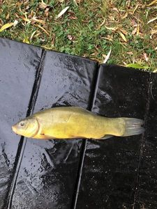 Tench