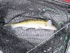 Zander