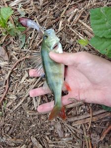 European Perch