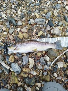 Brown Trout